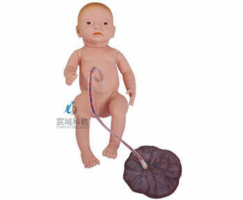 CY-H132 高级新生儿脐带胎盘护理模型