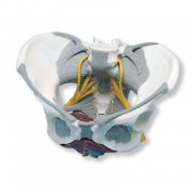 带韧带、神经和底肌的女性骨盆模型-德国3B