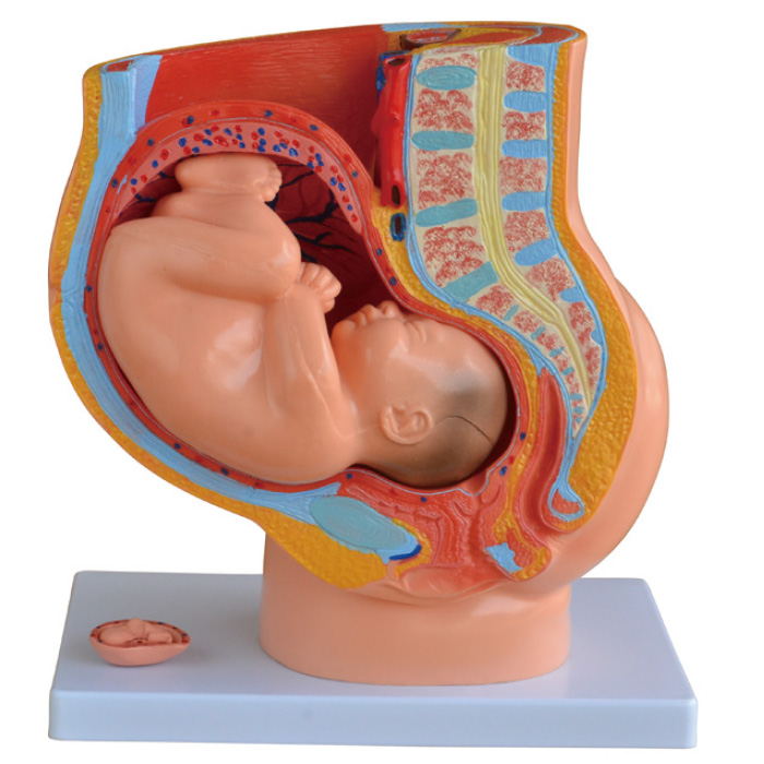 CY-XC332B 女性妊娠矢状解剖模型（附胎儿）(4件)