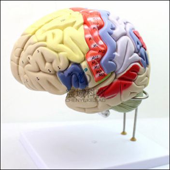 人体大脑解剖模型