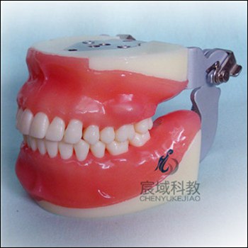 CY-KQ078 口腔外科综合实习模型