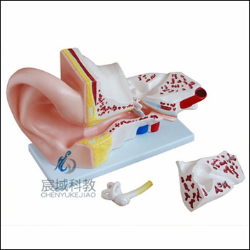 CY-XC303A 耳解剖放大模型（5倍)