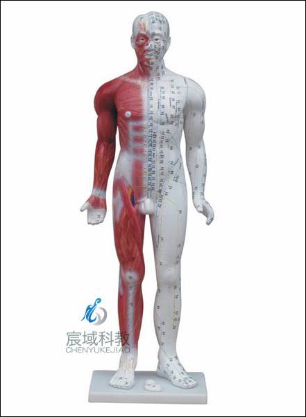 CY-XC502  人体针灸模型 84CM（带肌肉解剖）