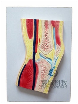 CY-A11206 膝关节剖面模型