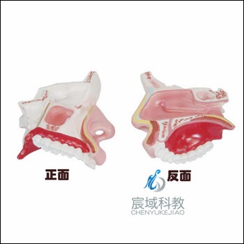CY-XC309 鼻腔解剖模型