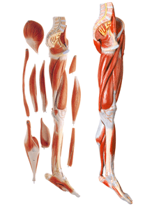 GD/A11308 下肢肌肉附主要血管神经模型