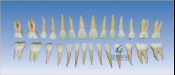 CY-KQ055 双色恒牙模型(自然大)