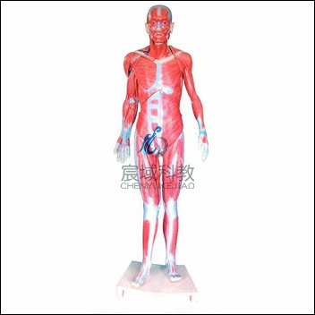 CY-XC360 全身肌肉解剖模型(自然大)