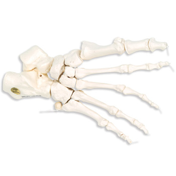 进口足骨骼(用尼龙绳松动连接)右-德国3B-A30/2R