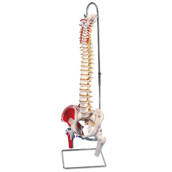 带股骨头和着色肌肉的经典活动脊柱模型