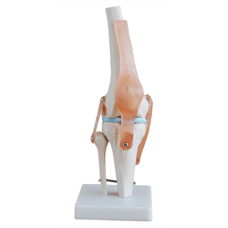 CY-XC111 膝关节模型（自然大）