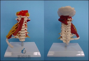 CY-GG038 颈椎肌肉附神经模型