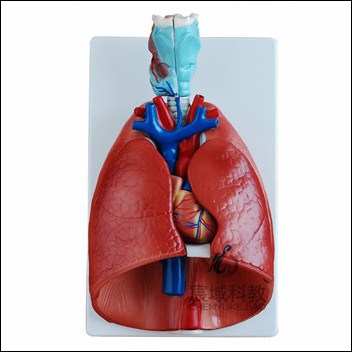 CY-XC320 喉、心、肺模型