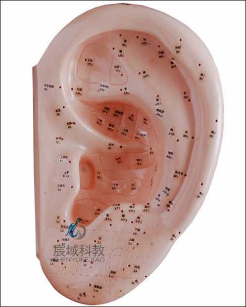 CY-XC508D  耳针灸模型 40CM