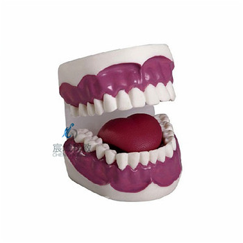 CY-K2 牙护理保健模型（28颗牙）（放大3倍）