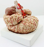 带脑动脉和神经脑模型