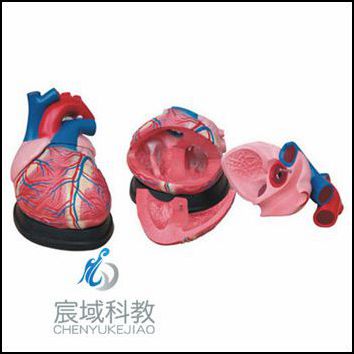 CY-XC307 心脏解剖放大模型