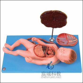 CY-A42008  胎盘脐带与胎儿附内脏模型