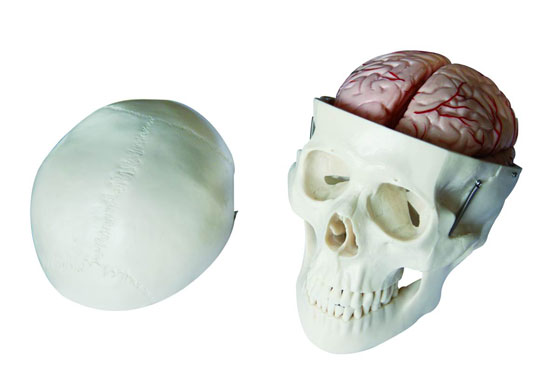 CY-XC104E 头骨带8部分脑动脉模型