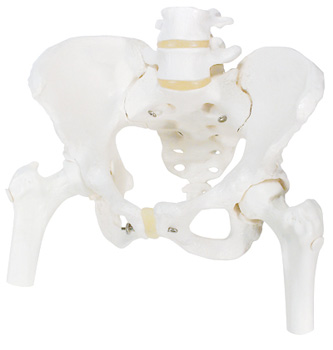 女性骨盆骨骼模型(带可拆卸股骨头)-德国3B