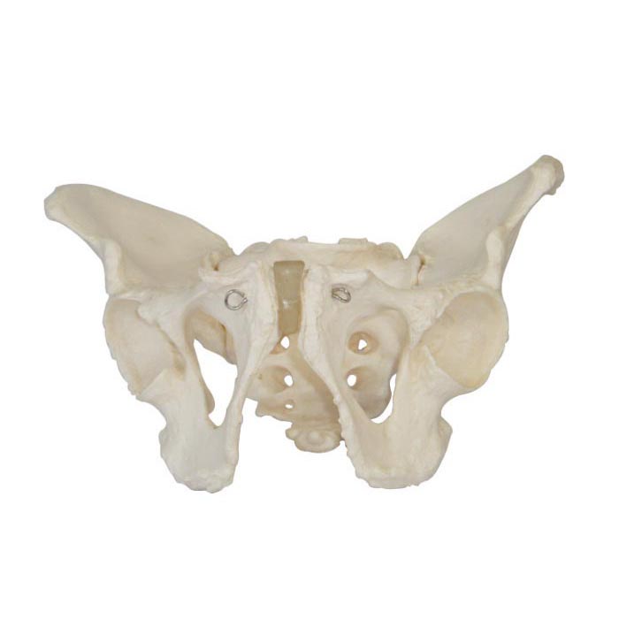 CY-XC123 男性骨盆模型