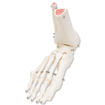 足骨骼(带有不锈钢丝连接可活动的胫骨和腓骨  A31R