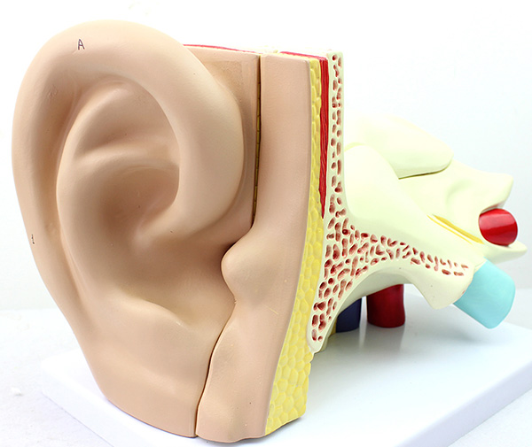 CY-A671 三倍耳朵解剖结构模型（5件）