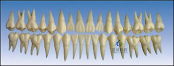 CY-KQ053 单色恒牙模型(放大2倍)