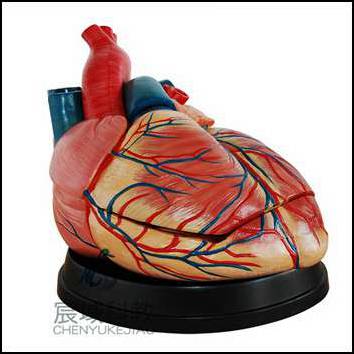 CY-XC307C 新型心脏解剖放大模型