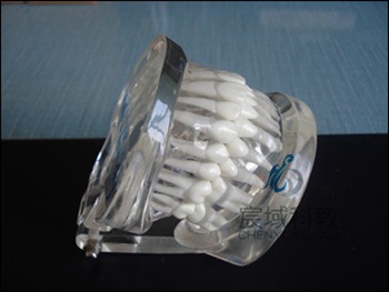 CY-KQ020 标准水晶牙列模型(带颌架)