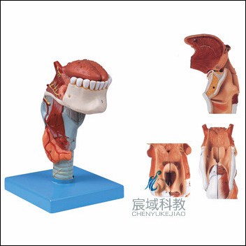 CY-A13003 喉连舌、牙模型