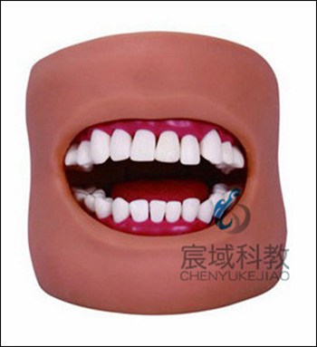 CY-KQ050 高级口腔清洁模型（带脸颊）