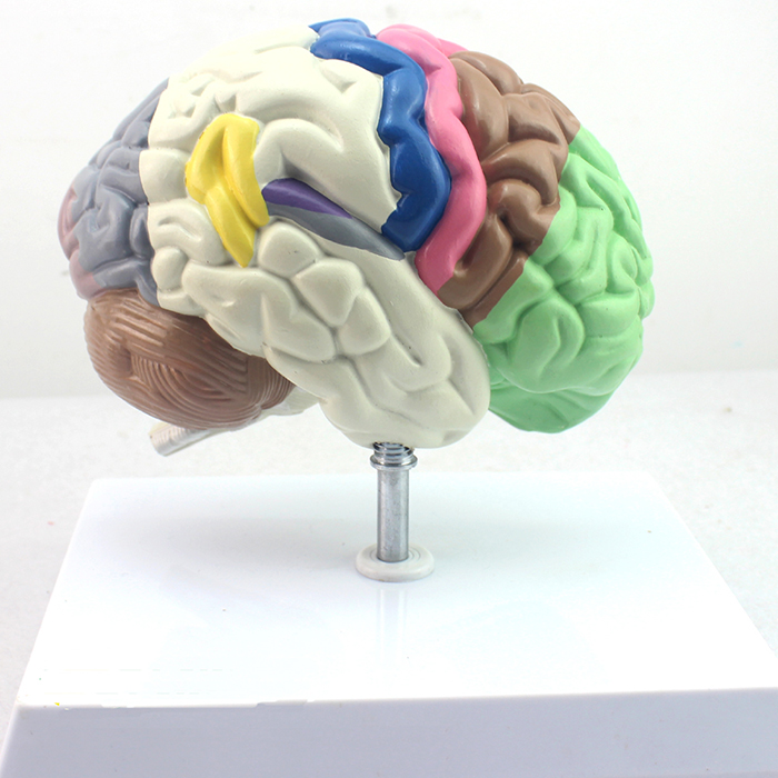 CY-A6121 右半边大脑功能分区模型