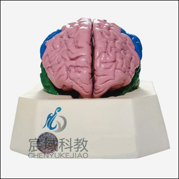 CY-A18204 大脑分叶模型