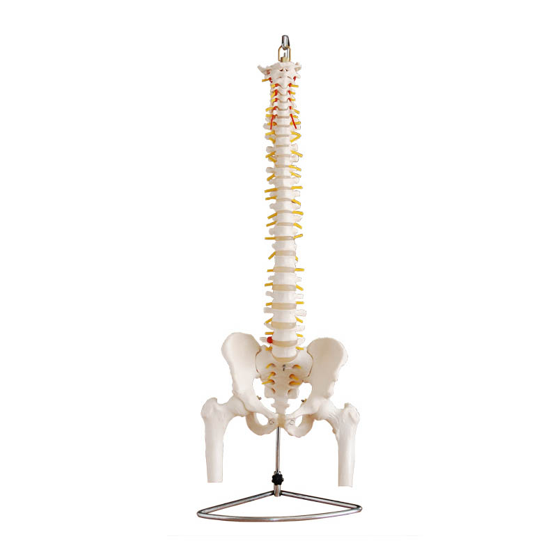 CY-XC126 自然大脊椎附骨盆、半腿骨模型