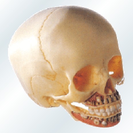 CY-A11114 儿童头颅骨模型