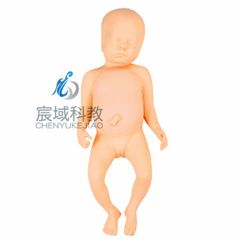 CY-FT1 高级足月胎儿模型
