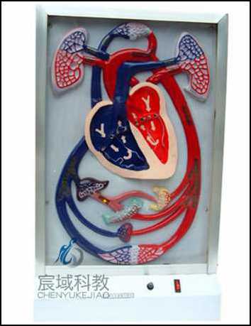 心脏搏动与血液循环电动模型