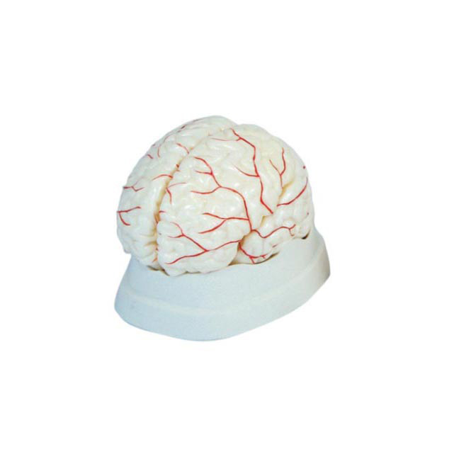 CY-XC308 脑动脉模型