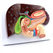 CY-A471 肝胆胰腺十二指肠切面模型-上海宸域