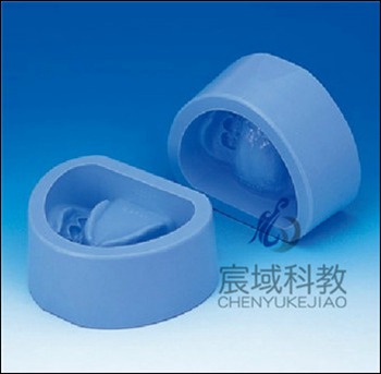 CY-KQ073 标准牙颌硅橡胶阴模