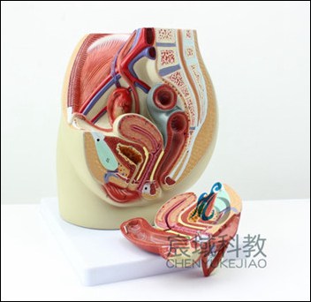 盆骨解剖模型