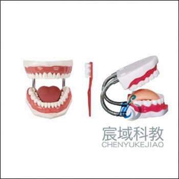 CY-KQ049 牙护理保健模型