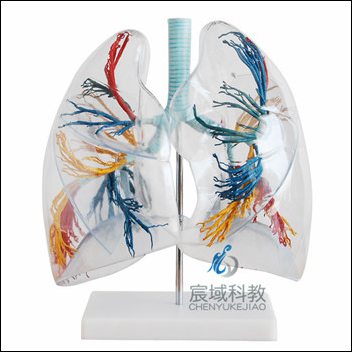 CY-XC330 透明肺段模型