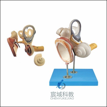 CY-A17204 内耳、听小骨及鼓膜放大模型