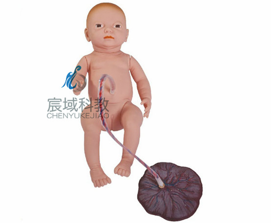 新生儿脐带护理模型，心肺复苏模拟人-上海宸域