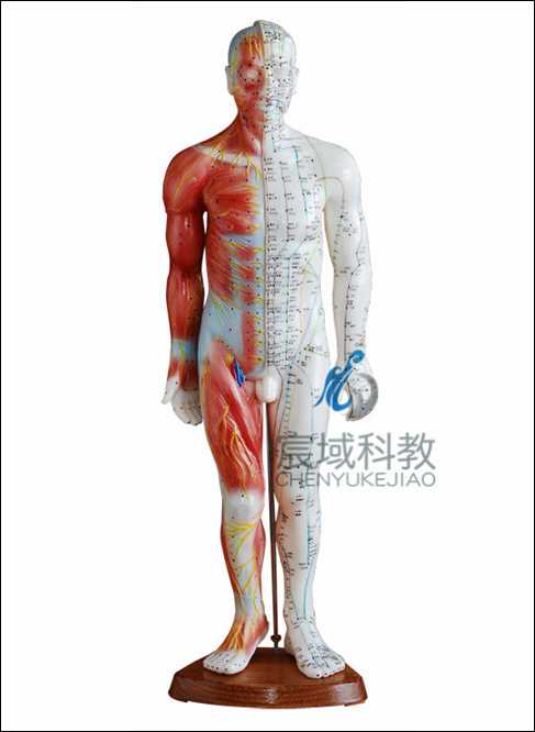 CY-XC517A  男性针灸模型 55CM(带肌肉解剖)