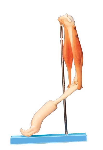 GD/A11210 肘关节与肌肉示教模型