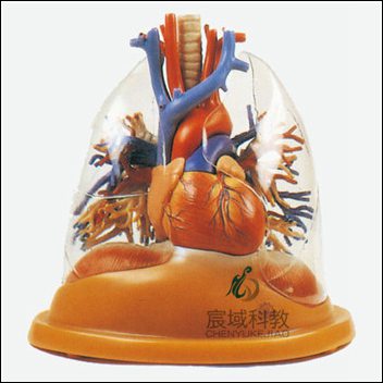 CY-A13013 心脏与透明肺、气管、支气管树模型