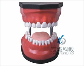 CY-KQ048 豪华型牙护理保健模型